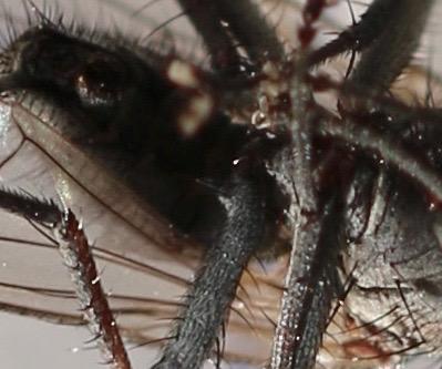 Fucellia tergina